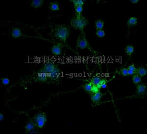 merck millipore,默克密理博,MAB1567A4,Anti-MAG Antibody, clone 513, Alexa Fluor 488 Conjugate,MAB1567A4