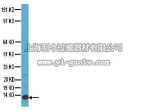 merck millipore,默克密理博,MAB1572,Anti-Parvalbumin Antibody