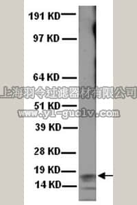 merck millipore,默克密理博,MAB1594,Anti-Frataxin Antibody, exon 4, clone 1G2