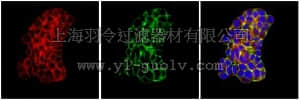 merck millipore,默克密理博,MAB1596,Anti-Post Synaptic Density Protein 95 Antibody, clone 6G6-1C9