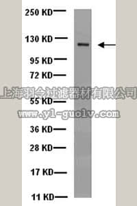 merck millipore,默克密理博,MAB1614,Anti-Kinesin Antibody, heavy chain, a.a.420-445, clone H2