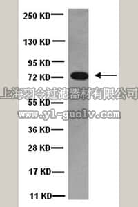 merck millipore,默克密理博,MAB1618,Anti-Dynein Antibody, 74 kDa Intermediate chains, cytoplasmic, clone 74.1