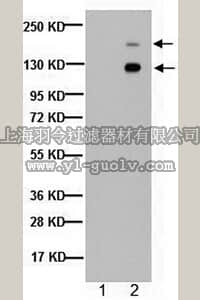 merck millipore,默克密理博,MAB1622,Anti-Spectrin alpha chain (nonerythroid) Antibody, clone AA6