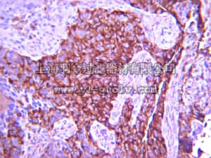 merck millipore,默克密理博,MAB16983Z,Anti-Integrin α4 Antibody, clone P1H4, azide free