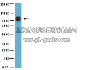 merck millipore,默克密理博,MAB16985,Anti-MCAM Antibody, clone P1H12