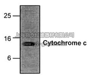 merck millipore,默克密理博,MAB1800,Anti-Cytochrome C Antibody, clone 7H8.2C12