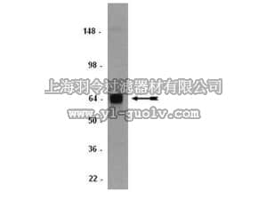 merck millipore,默克密理博,MAB1810,Anti-ADAMTS-1 Antibody, clone 5D4E11B6