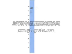 merck millipore,默克密理博,MAB1820,Anti-Scribble Antibody