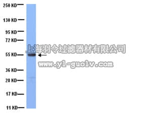 merck millipore,默克密理博,MAB1864,Anti-Tubulin Antibody, clone YL1/2