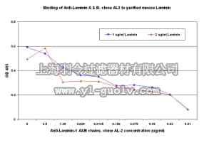 merck millipore,默克密理博,MAB1904,Anti-Laminin-1 A&B chains Antibody, cross region, clone AL-2