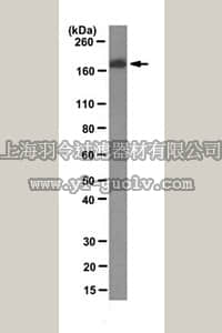 merck millipore,默克密理博,MAB1905-I,Anti-Laminin α1/β1 Antibody, clone AL-4