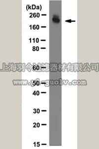 merck millipore,默克密理博,MAB1936,Anti-Fibronectin Antibody, NT, clone 616
