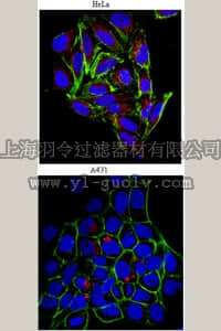 merck millipore,默克密理博,MAB1948P,Anti-Heparan Sulfate Proteoglycan (Perlecan) Antibody, clone A7L6