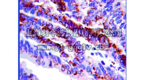 merck millipore,默克密理博,MAB1952P,Anti-Integrin α3 Antibody, clone P1B5