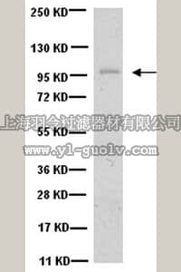 merck millipore,默克密理博,MAB19562,Anti-Laminin-5 (γ2 chain) Antibody, clone D4B5