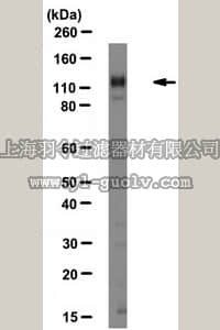 merck millipore,默克密理博,MAB1973Z,Anti-Integrin α1 Antibody, clone FB12, azide free