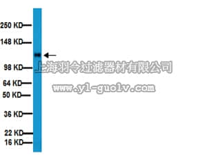 merck millipore,默克密理博,MAB1997,Anti-Integrin β1 Antibody, clone MB1.2