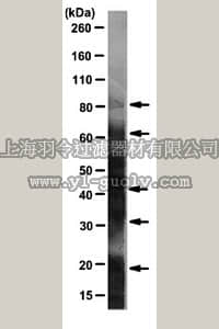 merck millipore,默克密理博,MAB2223,Anti-DNP Antibody, clone 9H8.1