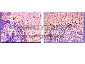 merck millipore,默克密理博,MAB2226,Anti-Piccolo Antibody, clone 4G3.3