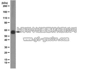 merck millipore,默克密理博,MAB2237,Anti-Syntrophin Antibody, clone 1351