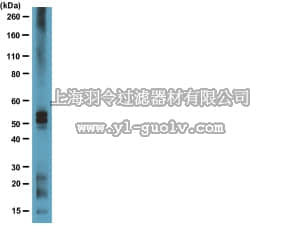 merck millipore,默克密理博,MAB2239,Anti-Tau Antibody, clone Tau 7