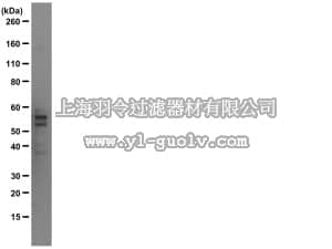 merck millipore,默克密理博,MAB2241,Anti-Tau Antibody, clone Tau 12