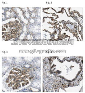 merck millipore,默克密理博,MAB2252,Anti-Integrin β1 Antibody, clone N29