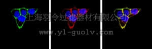 merck millipore,默克密理博,MAB2253,Anti-Integrin β1 Antibody, clone 6S6