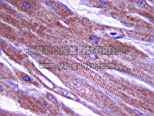 merck millipore,默克密理博,MAB2254,Anti-Tropomyosin Antibody, clone 15D12.2
