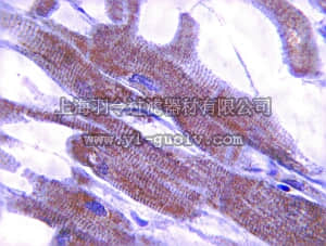 merck millipore,默克密理博,MAB2256,Anti-Tropomyosin-5 Antibody, clone 2G10.2