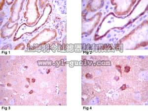 merck millipore,默克密理博,MAB2258,Anti-Syntaxin-3 Antibody, clone 1-146