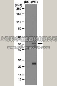 merck millipore,默克密理博,MAB2259,Anti-Cholesterol-24 Hydroxylase Antibody, clone1A7