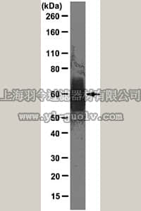 merck millipore,默克密理博,MAB2262,Anti-Excitatory amino acid transporter 2 Antibody, clone G6