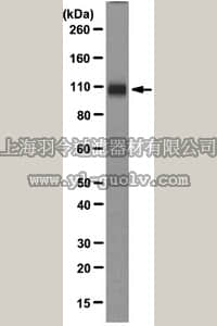 merck millipore,默克密理博,MAB2263,Anti-GluR1-NT (NT) Antibody, clone RH95
