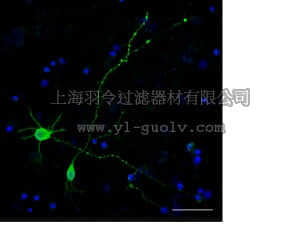 merck millipore,默克密理博,MAB2300X,Milli-Mark™ FluoroPan Neuronal Marker - Alexa488 conjugated