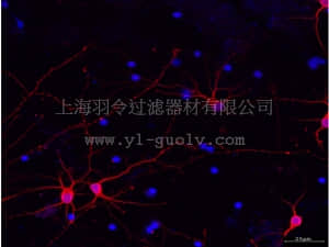 merck millipore,默克密理博,MAB2300,Milli-Mark™ Pan Neuronal Marker