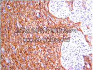 merck millipore,默克密理博,MAB2600,Anti-Glypican-1 Antibody, clone 4D1