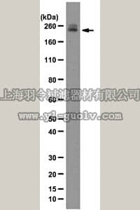merck millipore,默克密理博,MAB2602,Anti-DscamL Antibody, clone DS1-96