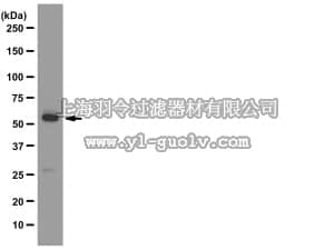merck millipore,默克密理博,MAB2605,Anti-ATG5 Antibody, clone 177.19