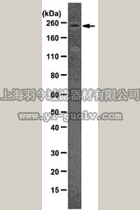 merck millipore,默克密理博,MAB2608,Anti-Sidekick-2 Antibody, clone CS22