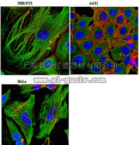 merck millipore,默克密理博,MAB2610,Anti-Zyxin Antibody, clone 14E11.1