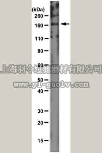 merck millipore,默克密理博,MAB2613,Anti-UPAR-Associated Protein Antibody, clone 2.h.9:F12