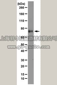 merck millipore,默克密理博,MAB2616,Anti-Kindlin-1 Antibody, clone 4A5.14