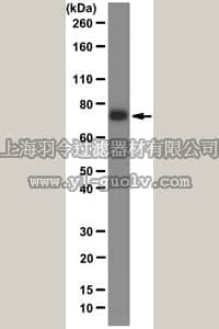 merck millipore,默克密理博,MAB2617,Anti-Kindlin-2 Antibody, clone 3A3