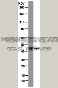merck millipore,默克密理博,MAB2618,Anti-Migfilin Antibody, clone 43.9
