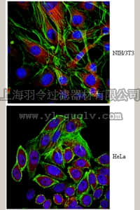 merck millipore,默克密理博,MAB2620,Anti-Beta-parvin Antibody, clone 11A5