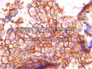merck millipore,默克密理博,MAB2623,Anti-EMMPRIN [CD147] Antibody, clone 1S9-2A