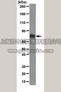 merck millipore,默克密理博,MAB2624,Anti-Endomucin Antibody, clone V.5C7