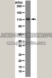 merck millipore,默克密理博,MAB2625,Anti-XB130 Antibody, clone 12