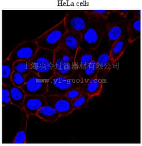 merck millipore,默克密理博,MAB2630,Anti-KRIT-1 Antibody, clone 15